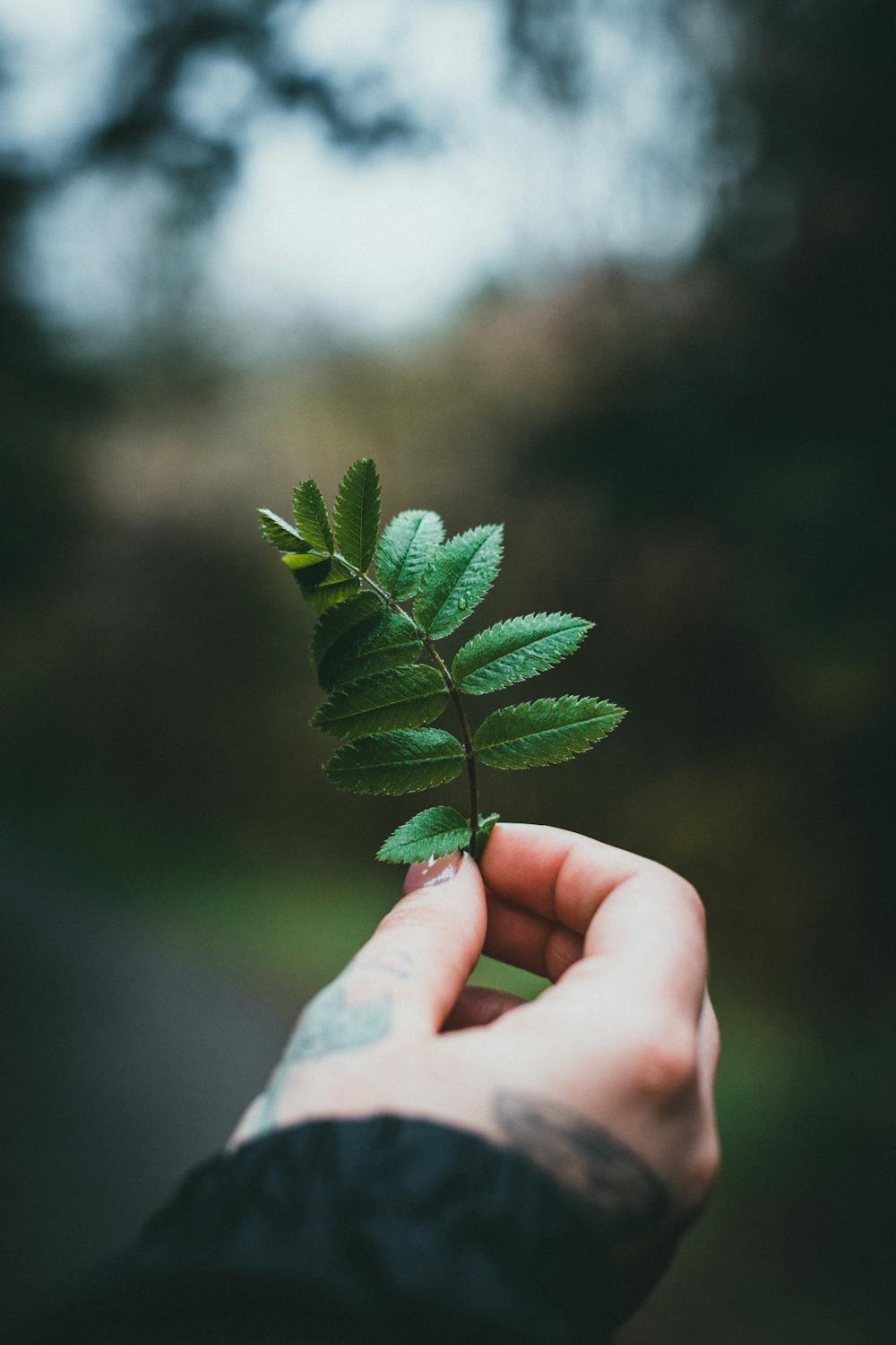 Leaf Hand
